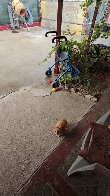 Adopție îngeraș drăgălaș