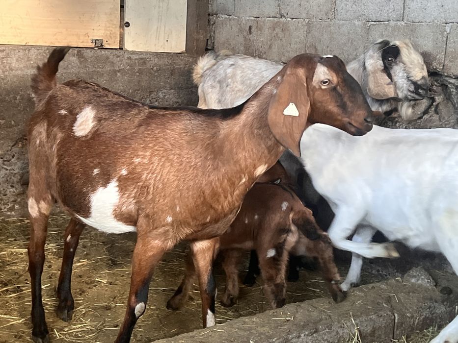 Capra si tap anglonubian