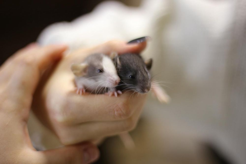 Малышь мальчик крыс