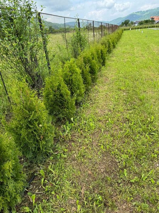 VAND URGENT TEREN INTRAVILAN in Viseu de Sus jud. Maramures