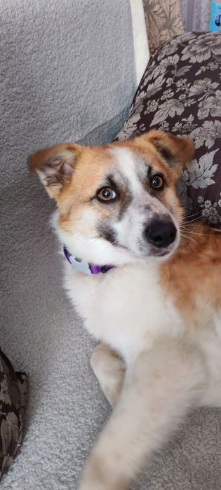 Красивый умный пёсик ищет дом