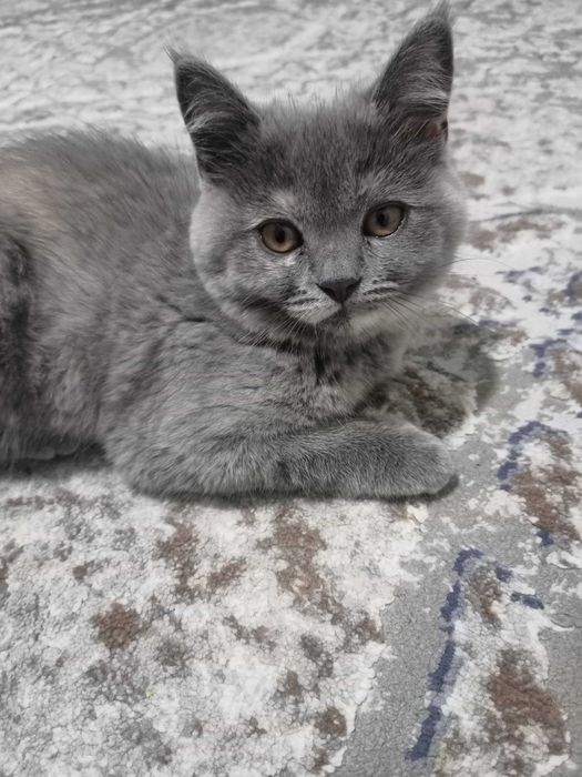 Mushuk  Skottish strayt