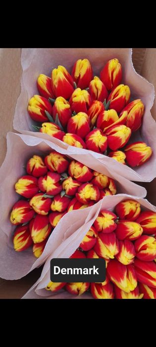 Продажа тюльпанов оптом