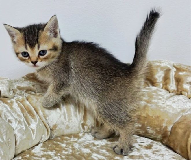 кошечКиШотЛандСкие