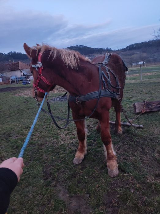 vand sau schimb manz castrat de 2 ani in primavara
