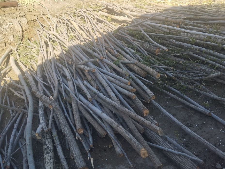 Совит хадалари сотилади ириси 25 мингдан медаси 15 мингдан