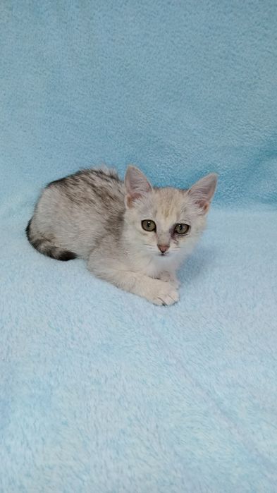 Котенок девочка 3 месяца