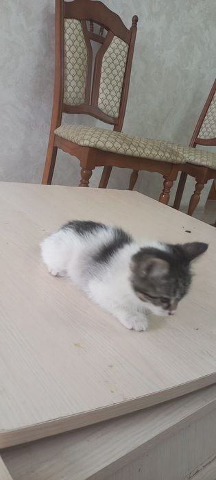 Котята девочка и мальчик