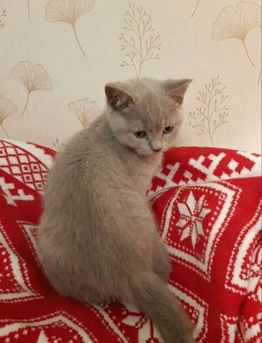 Милые девочки ждут свою семью, 2 мес