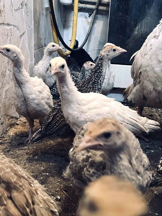 Индюшата Үндік балапандар 20шт