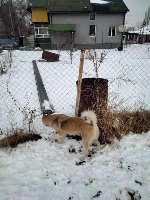 Чистокровные щенки лаек