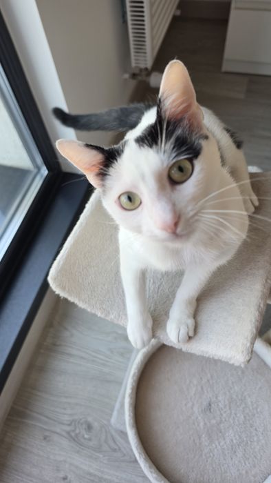 Adopție - Pisicuță iubitoare își caută familie