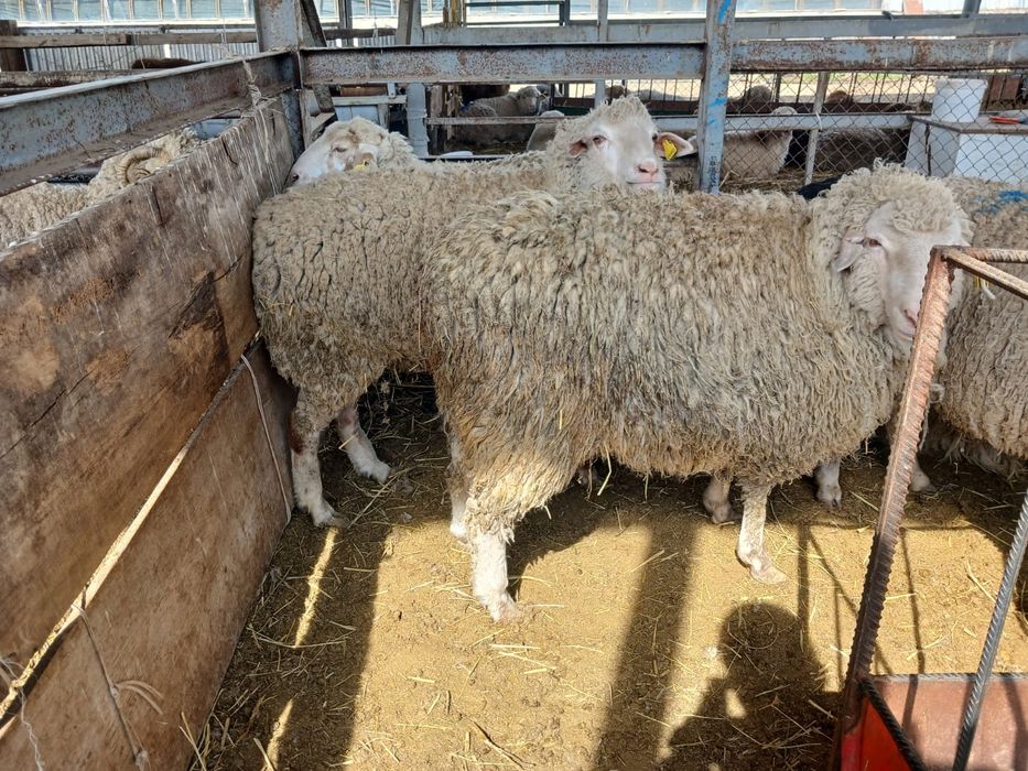 Кой токты сатамын 60-120 дейн оптом и розницу