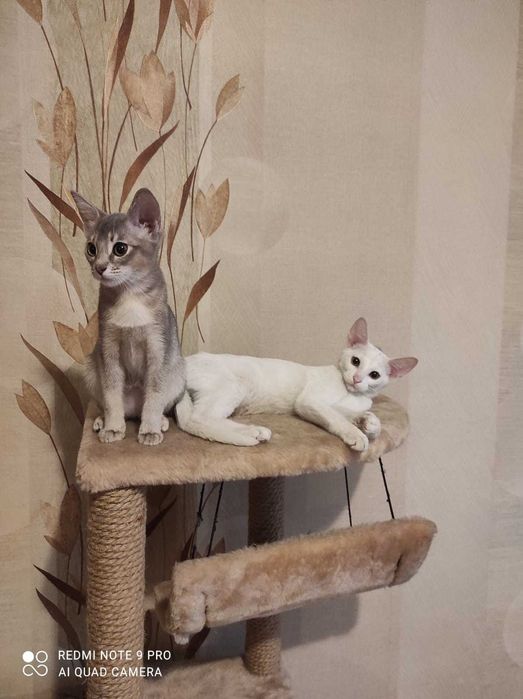 Белые чаузята впервые в Алматы