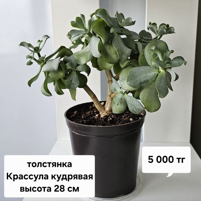 Цветы и растения