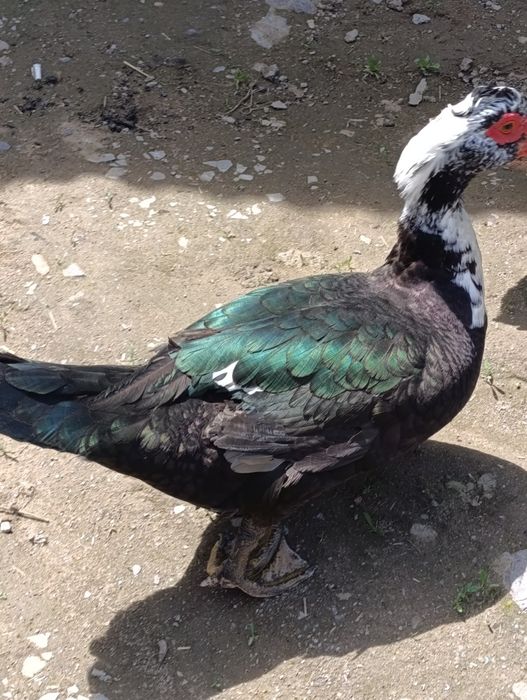 Обмен селезень индоутка