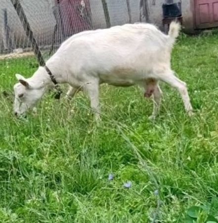 Capra de vânzare