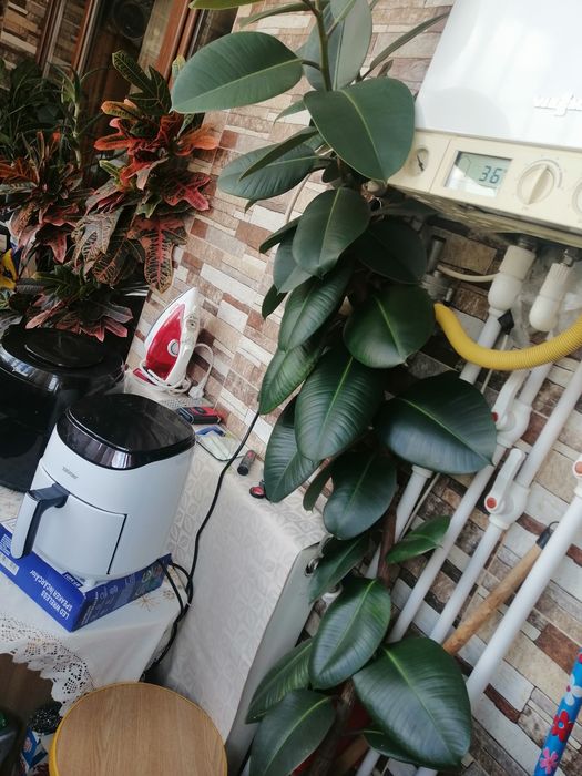 Ficus 1.90 înălțime+pui