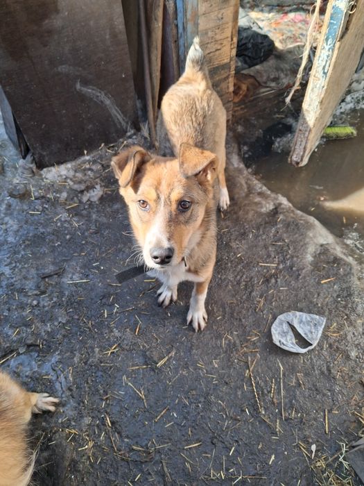 Бимка ищет дом!!