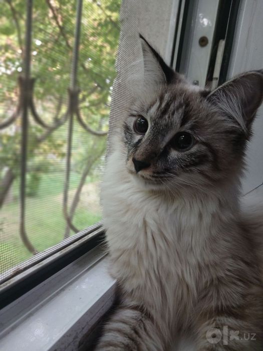 Продаётся кошка невская