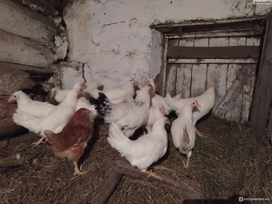 Куры несушки 1400