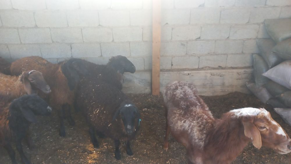 Продам баранав девачки