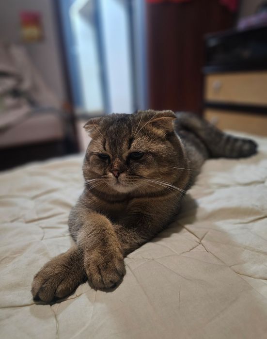 Продам британского кота