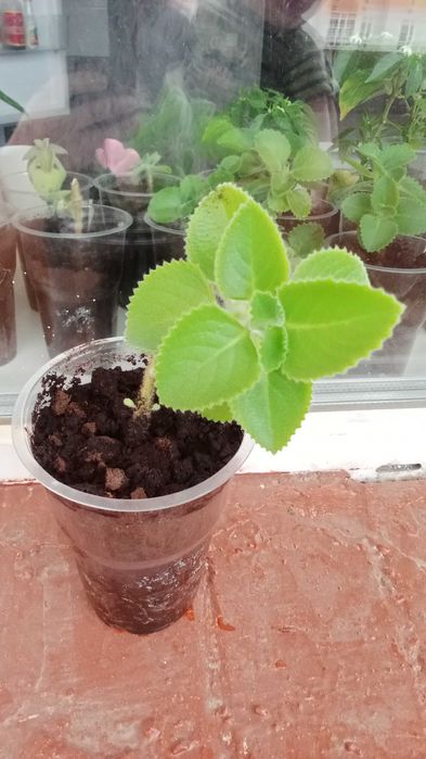 Продам мяту комнатную (плектрантус)