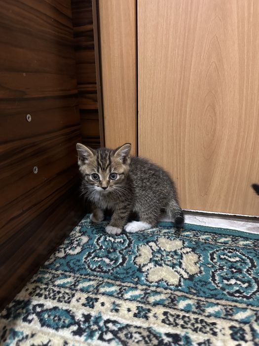 Отдам котят в хорошие руки
