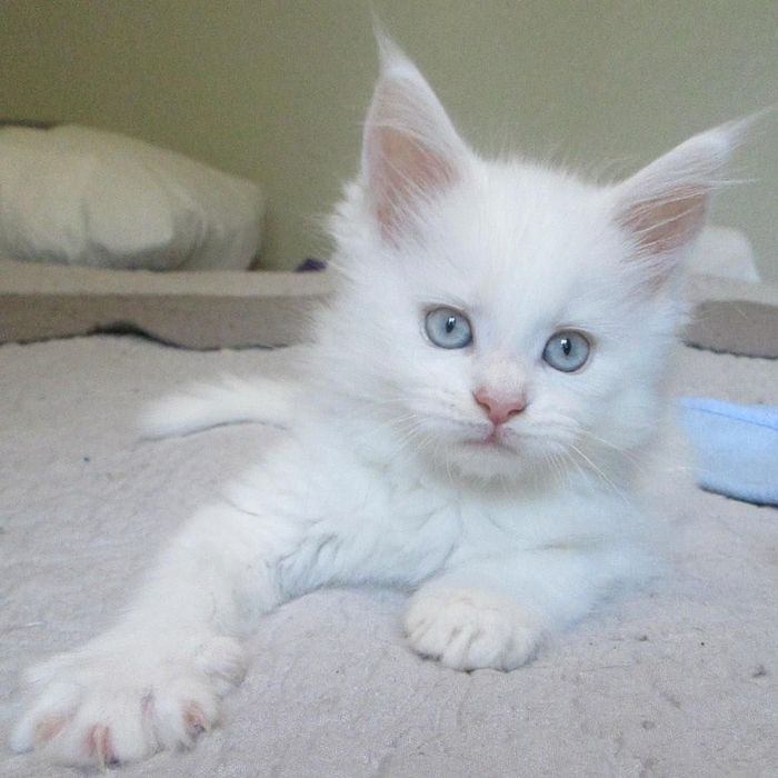 Maine Coon  mascul cu pedigree tip A