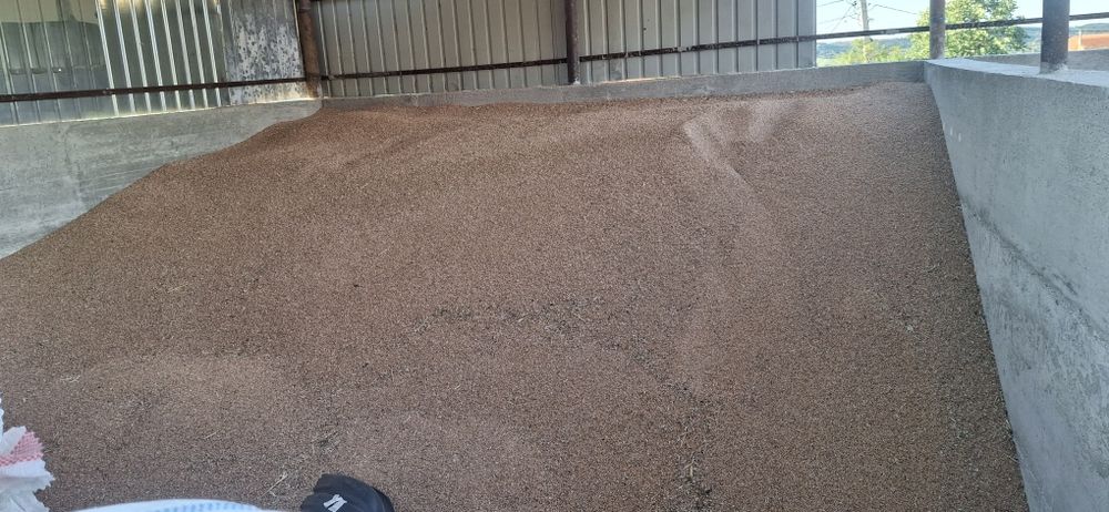 Vând grâu producție 2025!