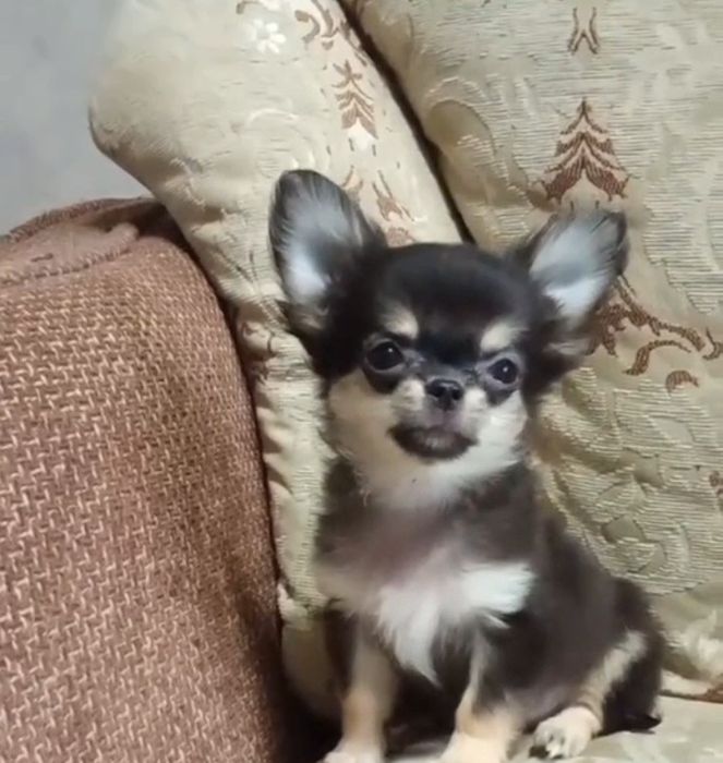 Счастье на ладошке