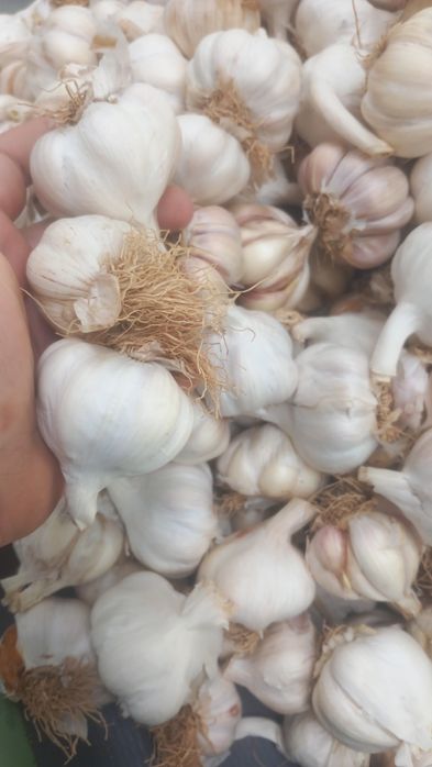 Usturoi roșu și alb