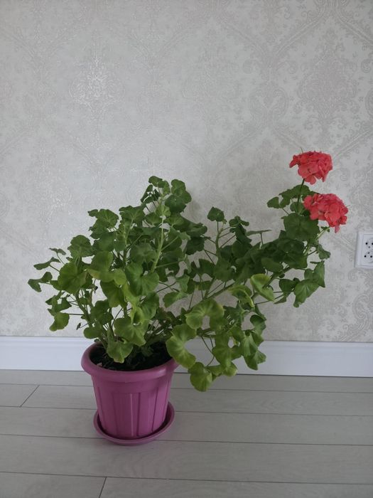 Продам цветы Герань