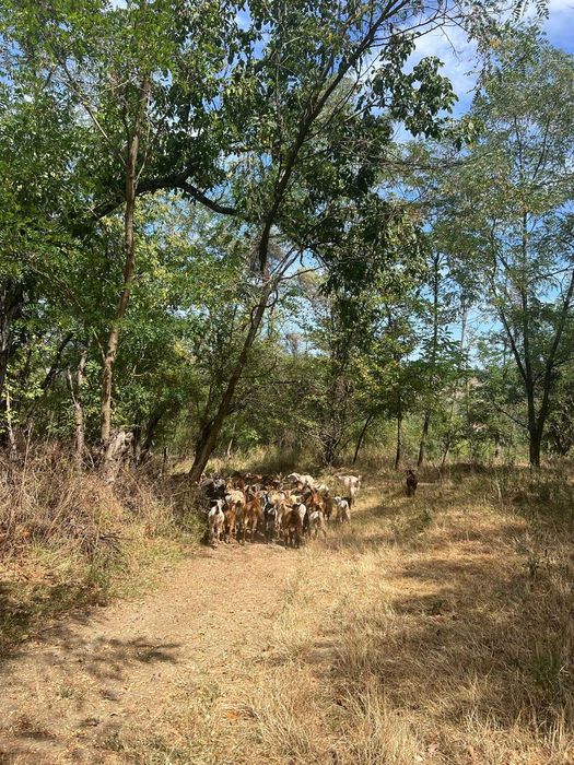 Iezi pentru sacrificat sau de ținut