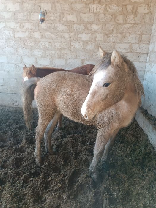 Семиз тойлар сотилади