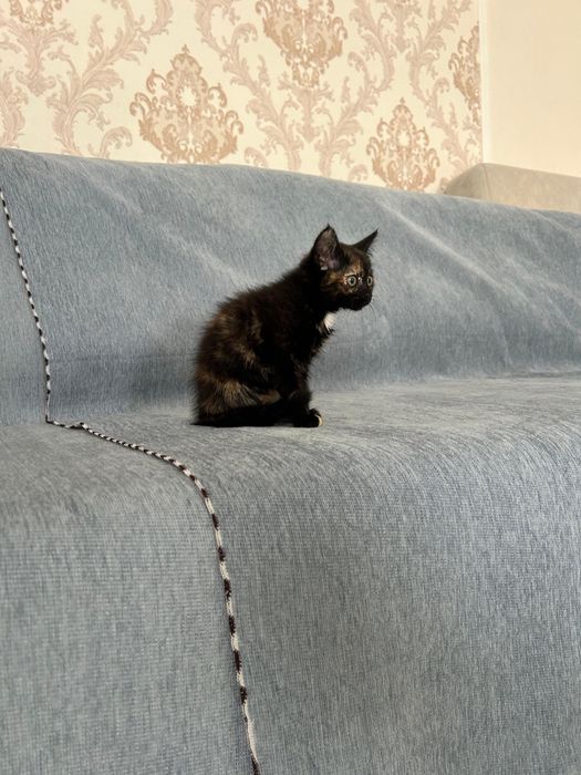 Котенок в добрые руки