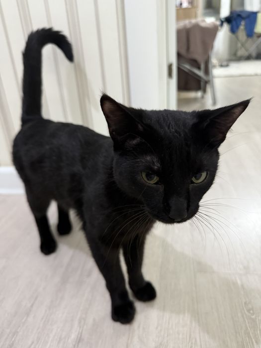 Отдам кота в хорошие руки