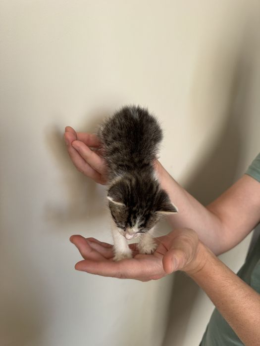 Отдам котенка мальчик