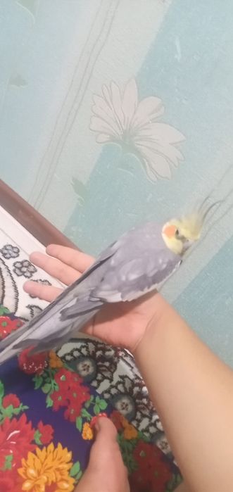 Karella sotiladi narxini kelishamiza telda