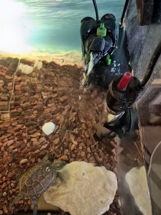 Vand broscute testoase