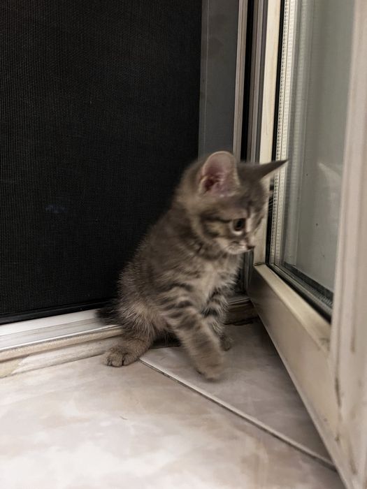 Отдам Дымчатых котят