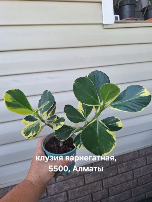 Комнатные растения