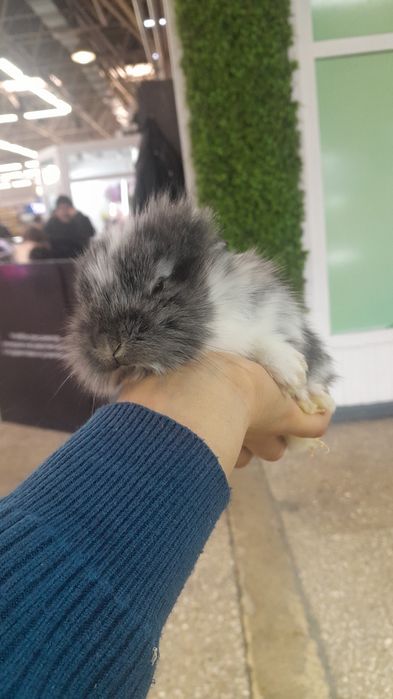 Кролики декоративные