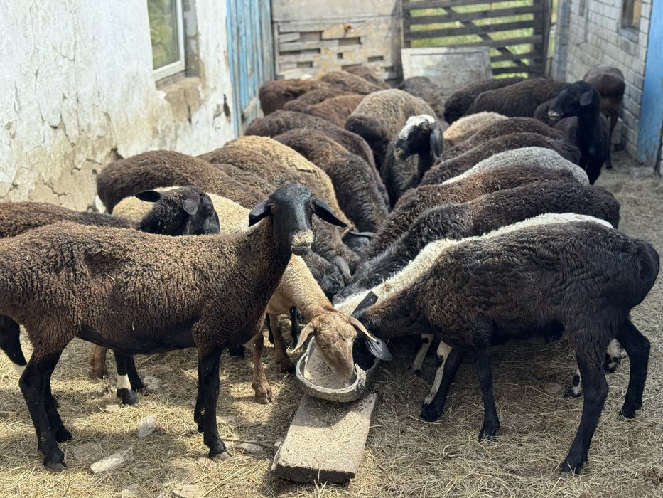 Қой, тоқты, кой сатылады .