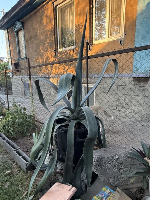 Американская Агава (алоэ)