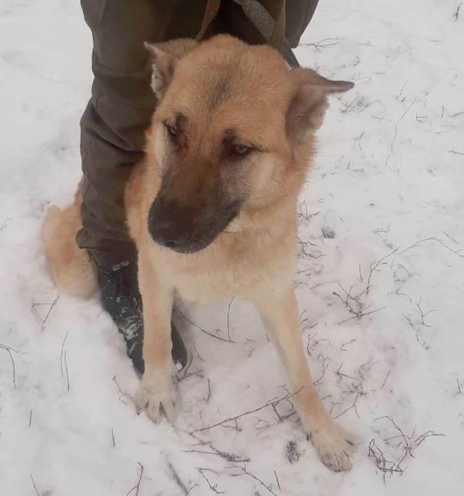 ДвОряНины и ПорОдиСтыЕ соБаЧки