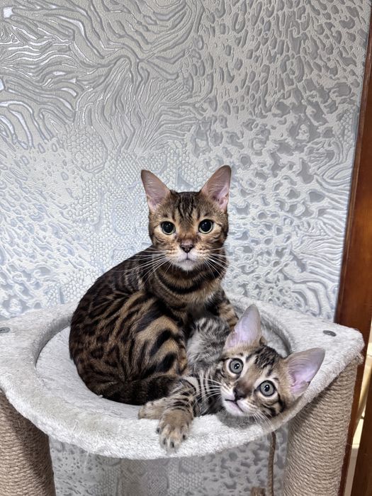 Бенгальский котенок, девочка