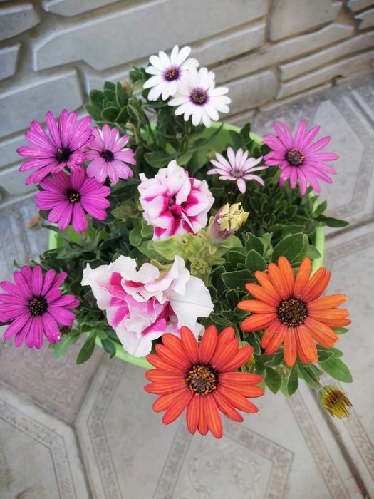 Комнатные расписания