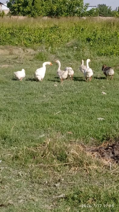 гозларсотилади катта катта гозлар